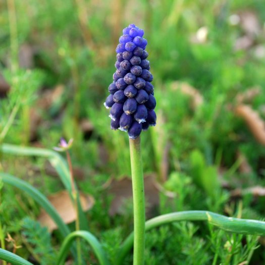 Muscari neglectum
